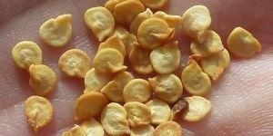 Red Capsicum Seeds
