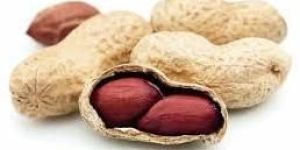 Groundnuts