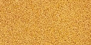 Yellow Mustard Seeds