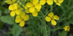 UNNAT SEEDS - Mustard Seeds