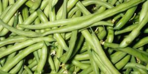 Fresh Green Beans