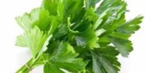 Fresh Coriander Leaves