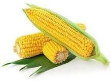Fresh Yellow Maize