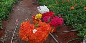 Fresh Gerberas Flowers