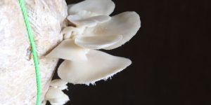 Fresh Oyster Mushroom