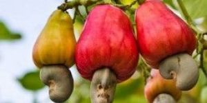 Raw Cashew Nuts