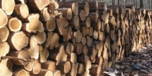 Teak Wood Logs
