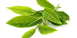 Leaf Tea