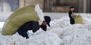 Cotton Bales