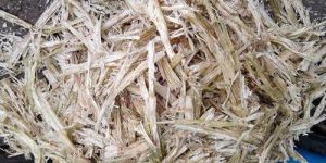 Belling Sugarcane Bagasse