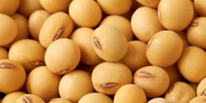 Soybean Seeds