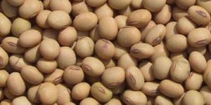 Soya Bean