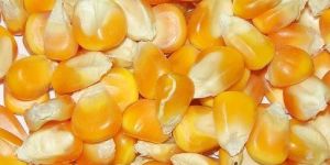 Yellow Corn