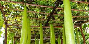Fresh Bottle Gourd