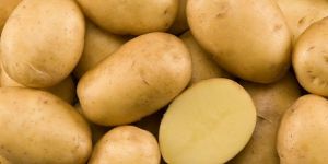 Potato