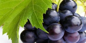 Black Jumbo Grapes