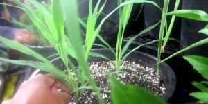 Lemongrass Baby Plant