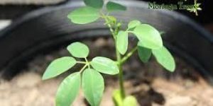 Moringa Baby Plant