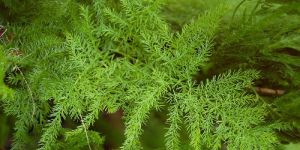 Shatavari Baby Plant