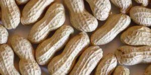 Shelled Groundnuts