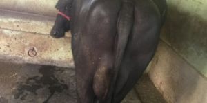 Black Murrah Buffalo