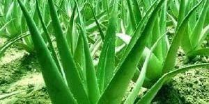 Aloe Vera Plants