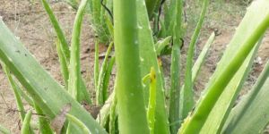 Leaf Aloe Vera