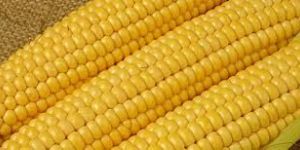 Yellow Corn