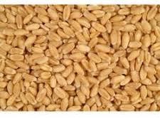 Organic Wheat