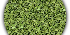 Cardamom