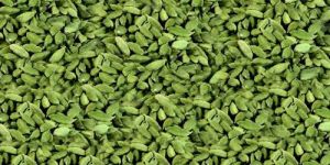 Green Cardamom