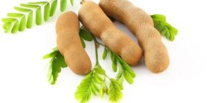 Fresh Tamarind