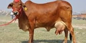 Live Sahiwal Cow