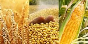 Food Grains