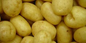 Potato