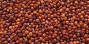 Red Gram