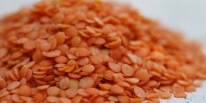 Red Lentils