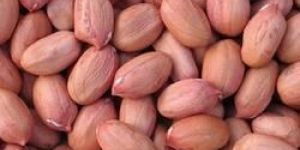 Groundnut Kernels