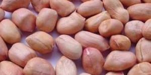 Groundnut Kernels