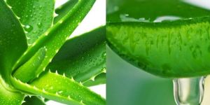 Aloe Vera Extract