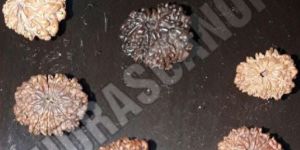 11 Mukhi Nepal Rudraksha