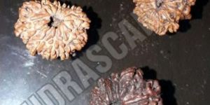 12 Mukhi Nepal Rudraksha