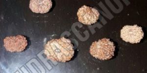 13 Mukhi Indonesian Rudraksha