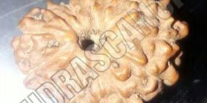 15 Mukhi Indonesia Rudraksha