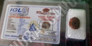 18 Mukhi Indonesia Rudraksha
