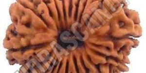 19 Mukhi Nepal Rudraksha