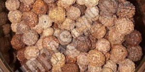 7 Mukhi Indonesian Rudraksha