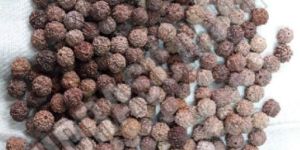 7 Mukhi Nepal Rudraksha