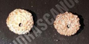 9 Mukhi Indonesian Rudraksha