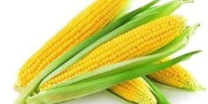 Maize